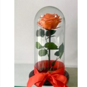Rosa Eterna en Cúpula es una hermosa rosa preservada, cuidadosamente protegida bajo una elegante cúpula de cristal con base oscura y delicado lazo de satín. Su diseño sofisticado simboliza un sentimiento que permanece en el tiempo, convirtiéndola en un detalle único y lleno de significado. Gracias a su proceso de preservación, esta rosa puede durar años sin necesidad de agua ni cuidados especiales, conservando su belleza y convirtiéndose en un recuerdo verdaderamente inolvidable. Ideal para aniversarios, cumpleaños, celebraciones románticas, agradecimientos o para sorprender a esa persona especial con un regalo diferente y duradero. 🌹 Rosa preservada 🔮 Elegante cúpula de cristal 🎀 Base oscura con lazo de satín ✨ Dura años sin agua ni cuidados especiales ❤️ Un detalle que simboliza un sentimiento eterno 📍 Entregas en Bogotá En Bella Flora creamos cada detalle con amor para que tus flores transmitan exactamente aquello que quieres decir.