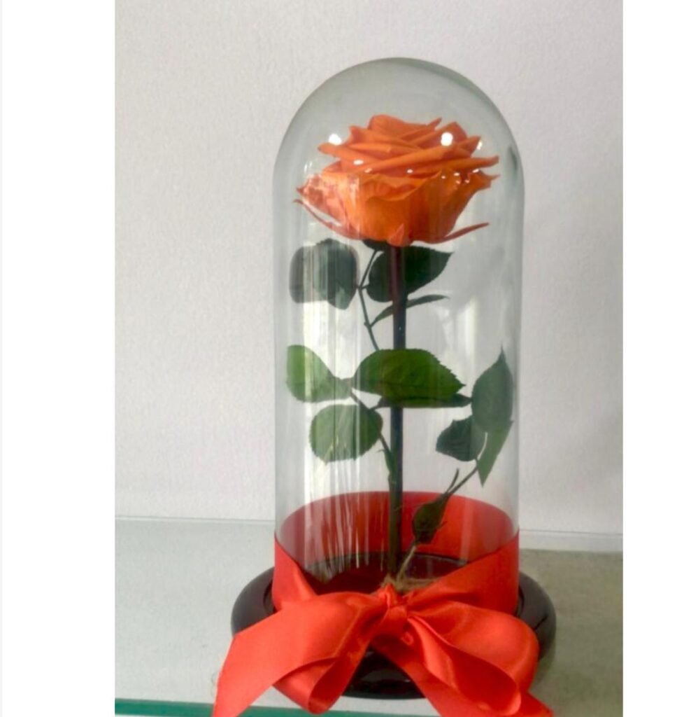 Rosa Eterna en Cúpula